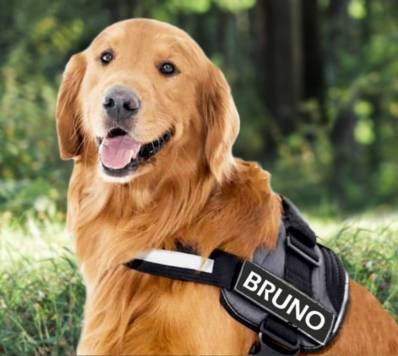 NEXOVA™   - CUSTOM FIT NO-PULL DOG HARNESS